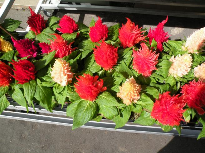  bunches